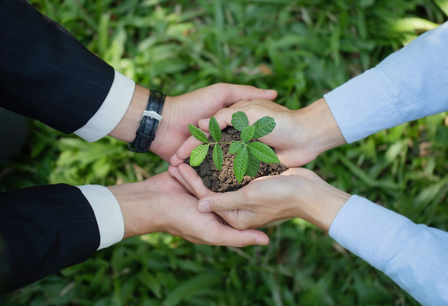 Environmental cooperation. Green business eco company partners holding plants together for ecology. Environmental Companies